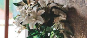 Blumen im Salon